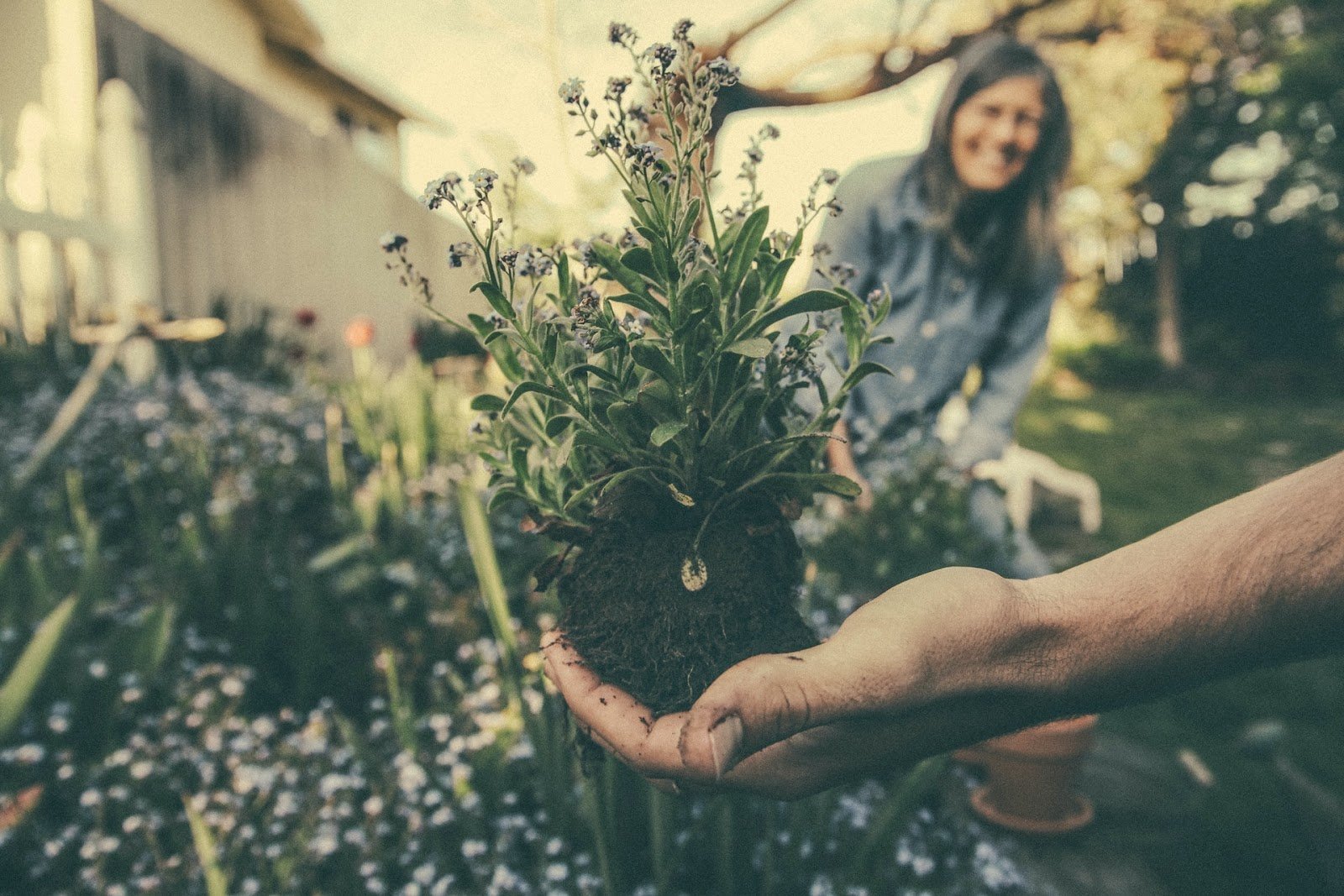 como fazer um jardim barato