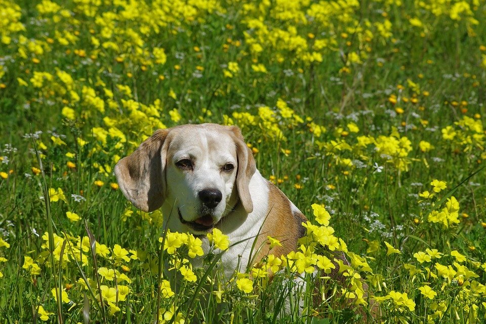 cães idosos