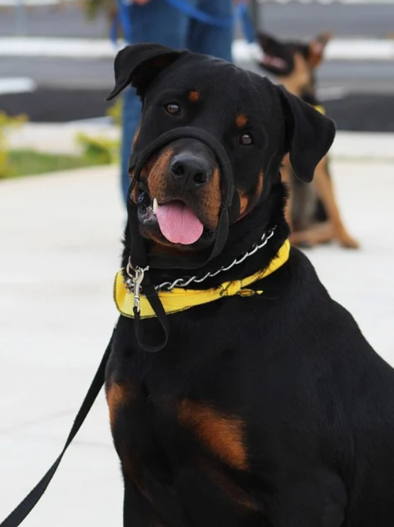 comportamentos curiosos em cães