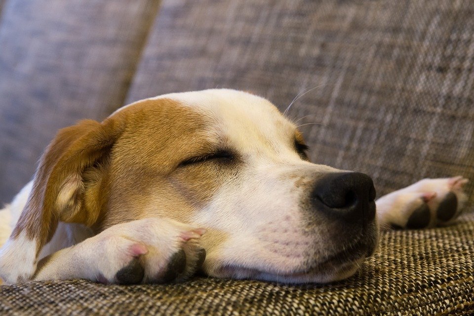 cão adotado