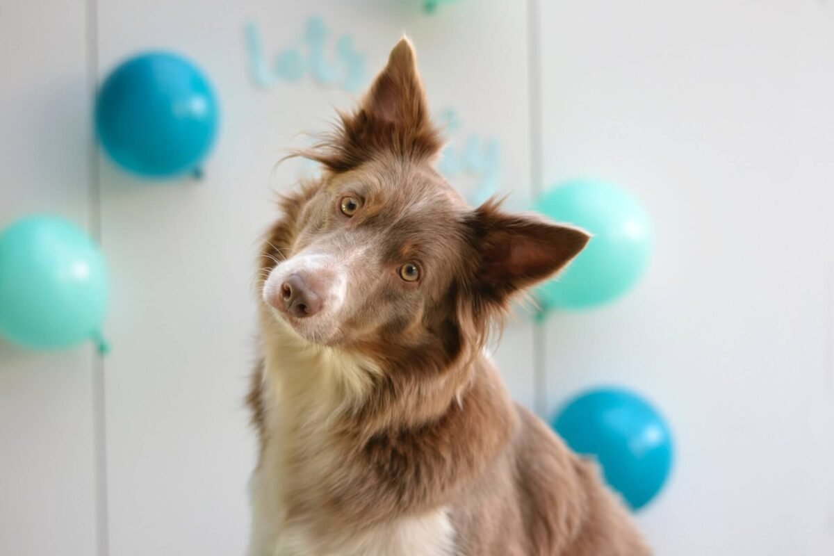 Cachorro adulto com a cabeça inclinada para a direita