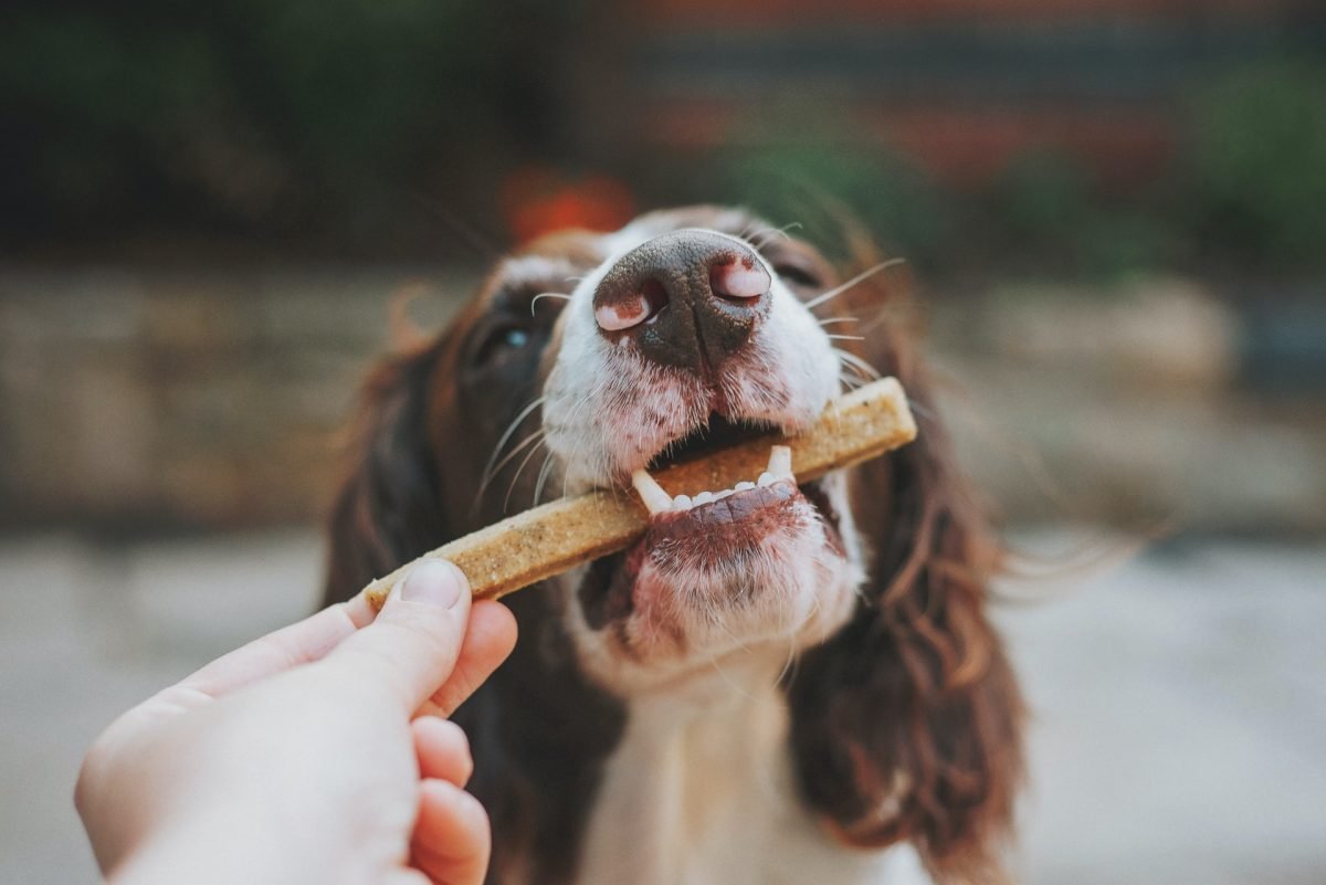 alimentação saudávek para pets