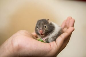 Como cuidar de um hamster