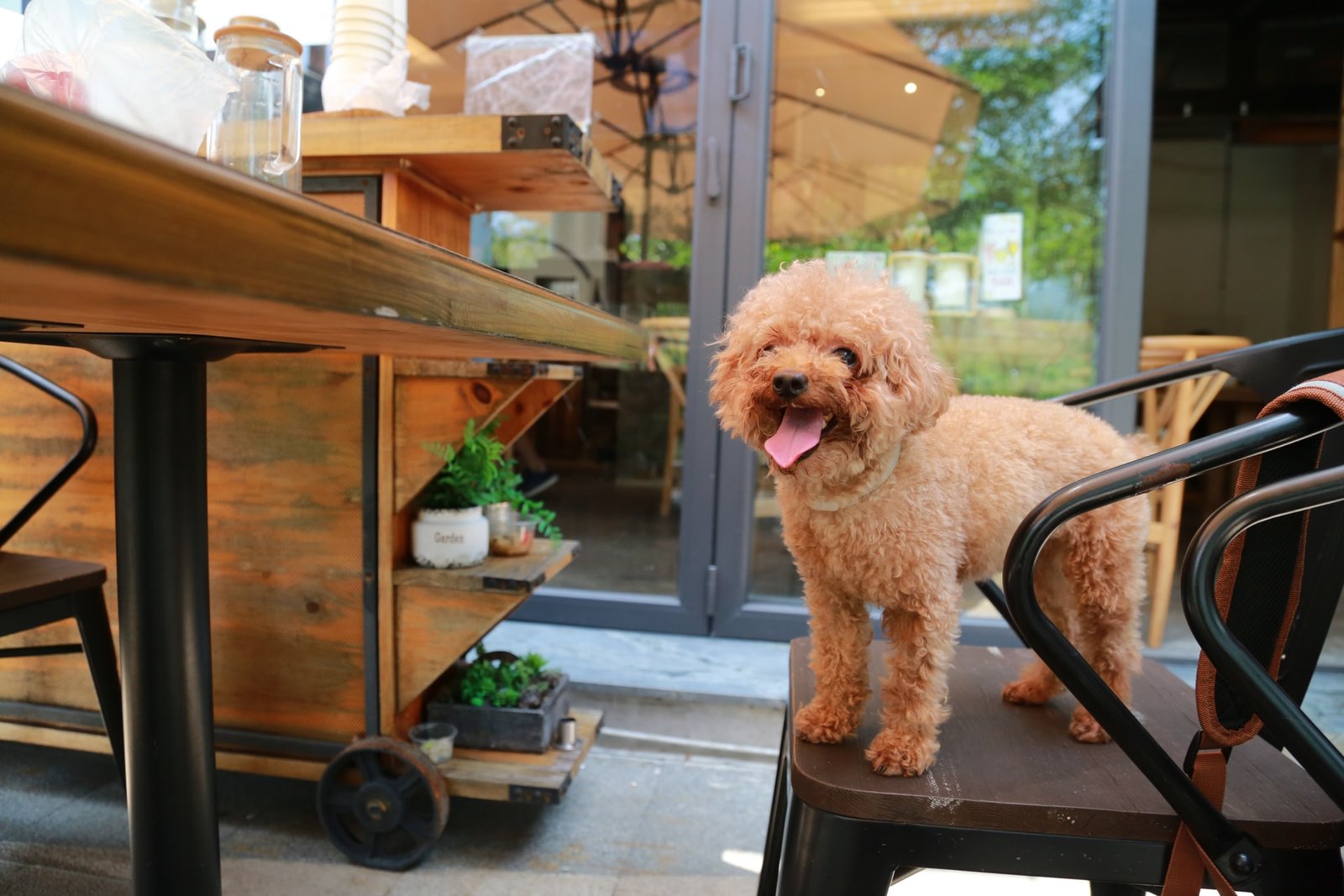 Pet Friendly O Que E Como Aproveitar Casa Dos Ga Chos